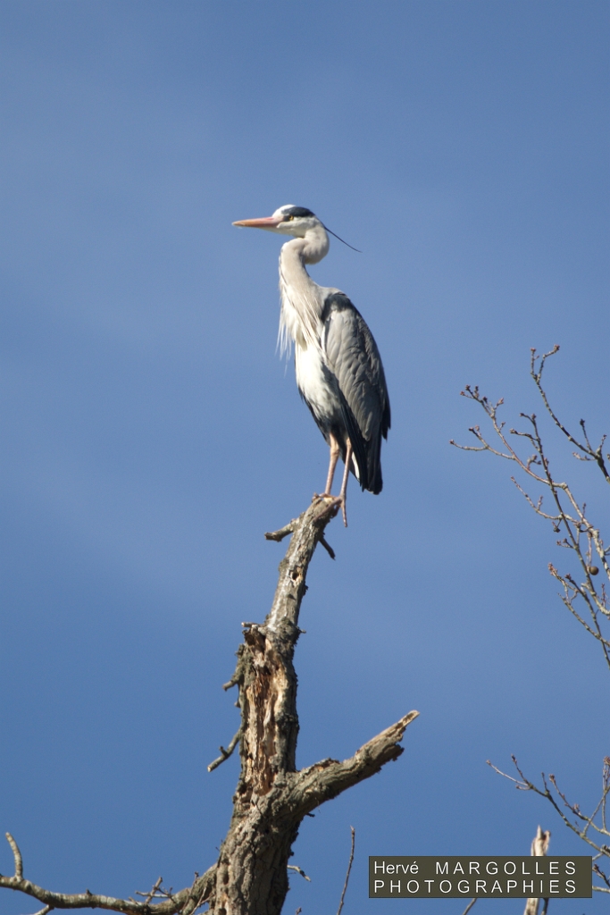 Heron cendre-07.jpg
